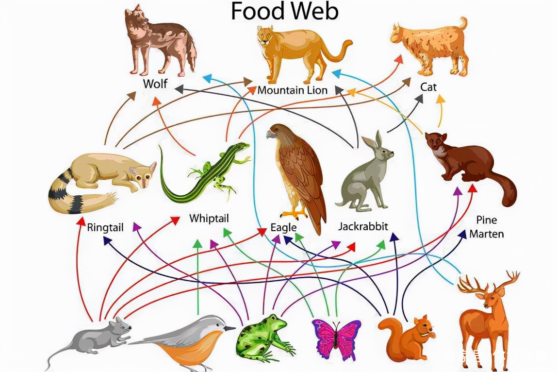 生态系统稳定的关键，食物链在线完整的一环