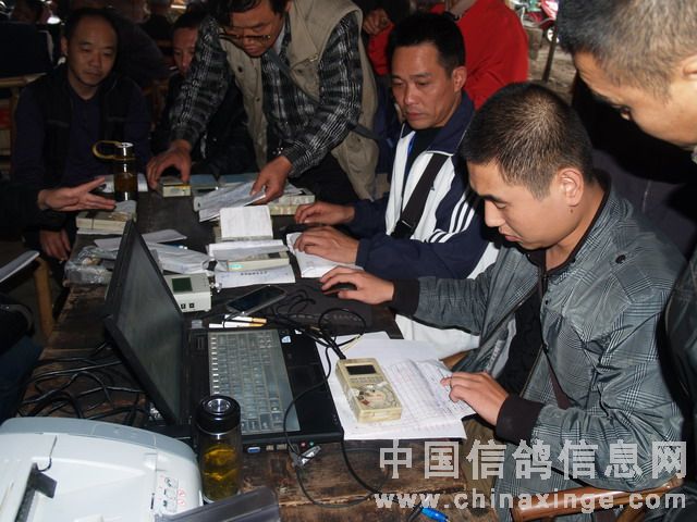 成都信鸽协会直播2015，赛事盛况全记录与数字背后的故事